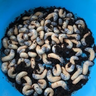 引き続きカブトムシの幼虫貰ってください かず 稲田堤のその他の中古あげます 譲ります ジモティーで不用品の処分 引き続きカブトムシの幼虫貰ってください かず 稲田堤のその他の中古あげます 譲ります ジモティーで不用品の処分