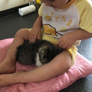 3ヶ月の甘えんぼ子猫（メス − 北海道