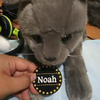 猫のぬいぐるみ (かねやす) 航空公園のおもちゃ《ぬいぐるみ》の中古 