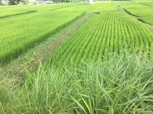 平成30度新米ひとめぼれ