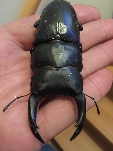 その7 ◆能勢産 オオクワガタ♂82mm ♀51mm ペア◆