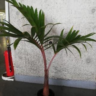 トックリ椰子　椰子類　観葉植物