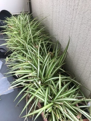 交渉中 観葉植物 オリヅルラン プランター鉢 最大6鉢 ガーデニング 