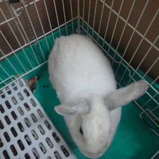 可愛い白ウサギ