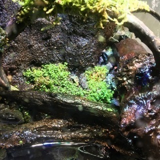改造型ニッソークロスミニ(アクアテラリウム )セット