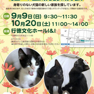 10/20　猫の里親譲渡会／市川市　行徳