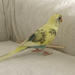 セキセイインコ（手乗り）の里親さん募集