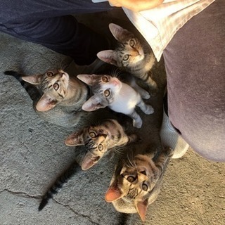 4ヶ月の子猫5匹