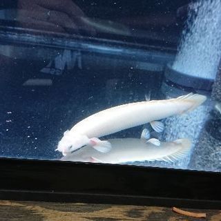 プラチナ セネガルス