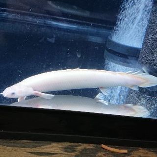 プラチナ セネガルス