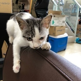 子猫 保護中 