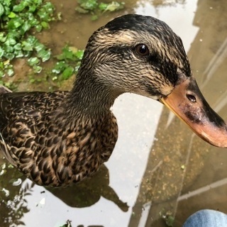 人なっこいアイガモ♀