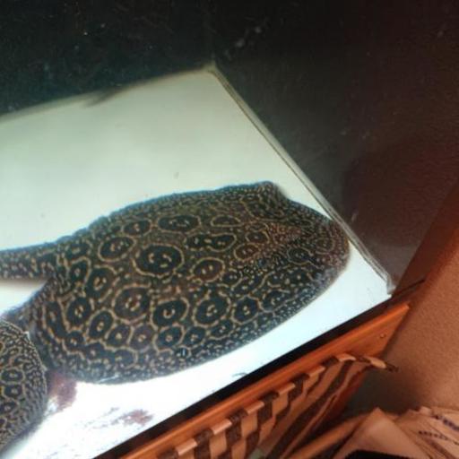 301淡水エイ[選別個体]極上ブラックダイヤモンドポルカ約15