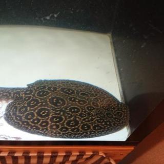 熱帯魚淡水エイ クロコダイルスティングレー♂♀ペア