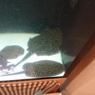 熱帯魚淡水エイ クロコダイルスティングレー♂♀ペア