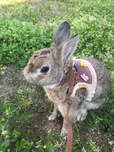 うさぎちゃん飼ってる人友達なりませんか みなこ 尾崎の友達のメンバー募集 無料掲載の掲示板 ジモティー