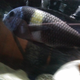 熱帯魚アフリカンシクリッド（ドォボイシー）
