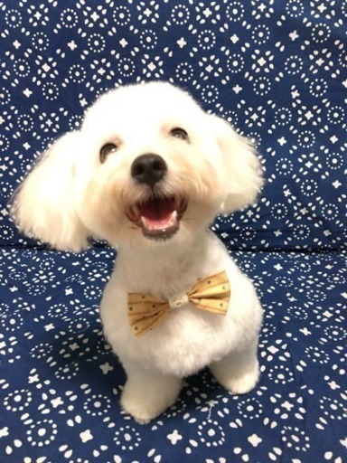 トイプードル トイプードルmixのモデル犬募集 3 000円 ドッグアトリエルフィ 北野田のペットサービスの無料広告 無料掲載の掲示板 ジモティー