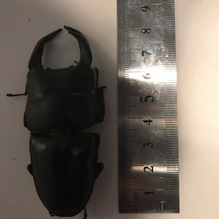 ⬇︎値下】♂82.5mm能勢YG オオクワガタ トリオ【未使用・越冬済】