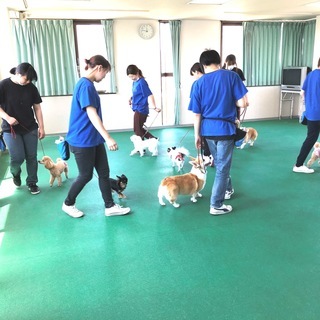 やってみたら楽しい！犬が好きを仕事に！生徒募集中１０月生・４月生！神戸愛犬美容専門学院姫路校・神戸校（垂水） - 姫路市