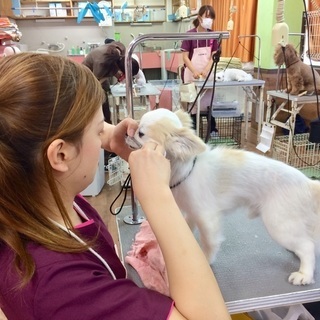 やってみたら楽しい！犬が好きを仕事に！生徒募集中１０月生・４月生！神戸愛犬美容専門学院姫路校・神戸校（垂水） − 兵庫県