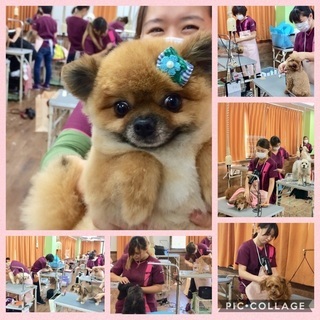 やってみたら楽しい！犬が好きを仕事に！生徒募集中１０月生・４月生！神戸愛犬美容専門学院姫路校・神戸校（垂水） - 教室・スクール