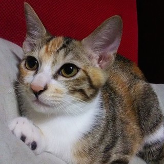 近所で生まれた子猫３～４ヶ月（メス） - 横須賀市