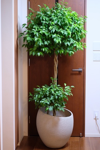 フィカス　ベンジャミン　観葉植物　エコストーンLight Gray