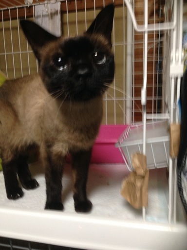 超可愛いシャム柄の猫ちゃんの里親募集 ねこの手の会 春日井の猫の里親募集 ジモティー 超可愛いシャム柄の猫ちゃんの里親募集 ねこの手の会 春日井の猫の里親募集 ジモティー