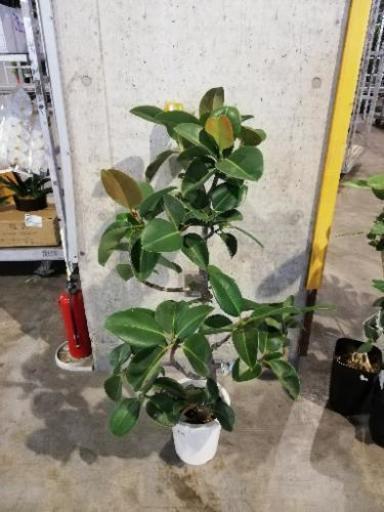 ソフィアフィカス類ゴム観葉植物 卸売り花問屋 昭和町のその他の中古あげます 譲ります ジモティーで不用品の処分