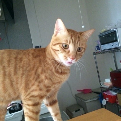 茶トラの猫を探してます 写メ追加しました Milky 大泉学園の手伝って 助けての助け合い ジモティー