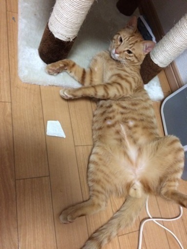 茶トラの猫を探してます 写メ追加しました Milky 大泉学園の手伝って 助けての助け合い ジモティー