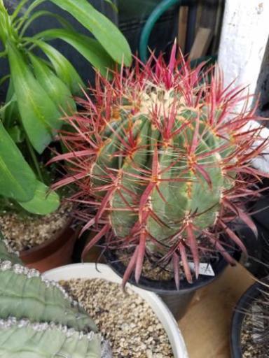 サボテン多肉植物 神仙玉  特大苗
