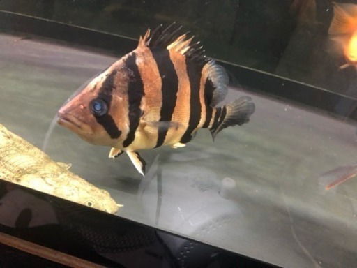 ダトニオリアルバンド 3