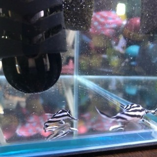 インペリアルゼブラプレコ飼育セット