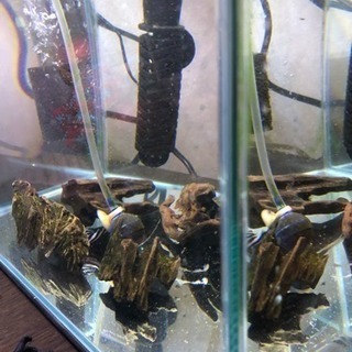 インペリアルゼブラプレコ飼育セット