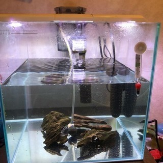 インペリアルゼブラプレコ飼育セット