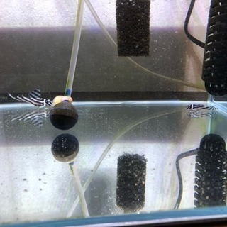 インペリアルゼブラプレコ飼育セット