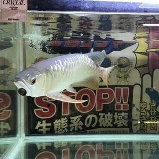 アクリル〈20mm〉限定〈激厚〉オーダー