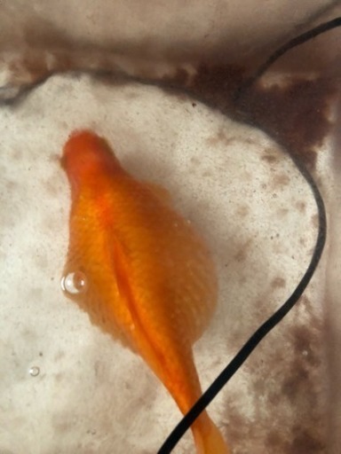 金魚のお腹 あらゆー 戸田の教えての助け合い ジモティー