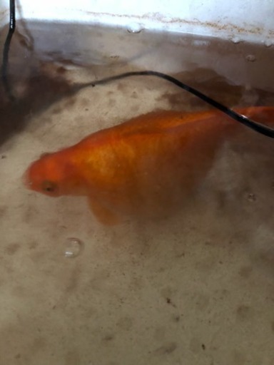 金魚のお腹 あらゆー 戸田の教えての助け合い ジモティー