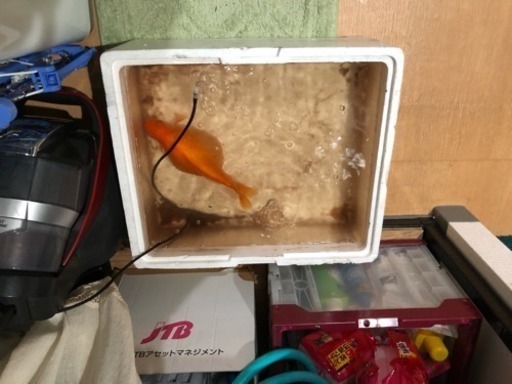 金魚のお腹 あらゆー 戸田の教えての助け合い ジモティー