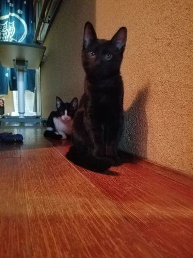 生後4ヶ月目のかわいい子猫を大切に飼っていただける方 バード 竹田の猫の里親募集 ジモティー 生後4ヶ月目のかわいい子猫を大切に飼っていただける方 バード 竹田の猫の里親募集 ジモティー