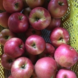 りんご 早生品種 つがる りんご