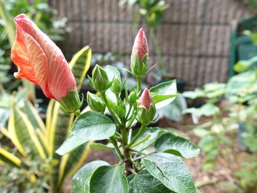 秋から元気 ハイビスカス2株植え 熱帯植物 花 ぽち 新小岩のその他の中古あげます 譲ります ジモティーで不用品の処分