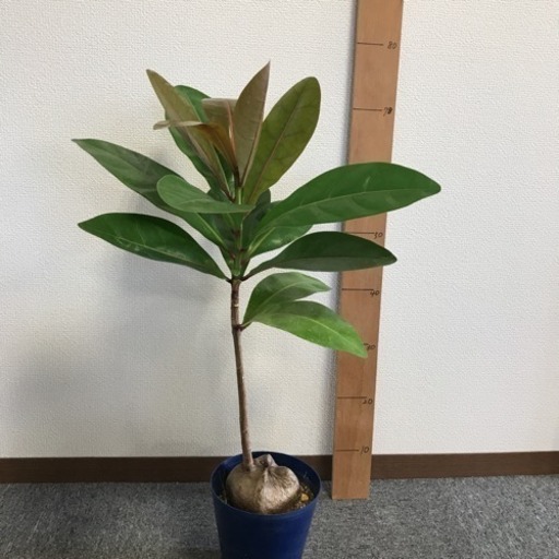 バーリングトニア ６寸 ゴバンノアシ 観葉植物インテリアグリーン ひなた 樽井のその他の中古あげます 譲ります ジモティーで不用品の処分