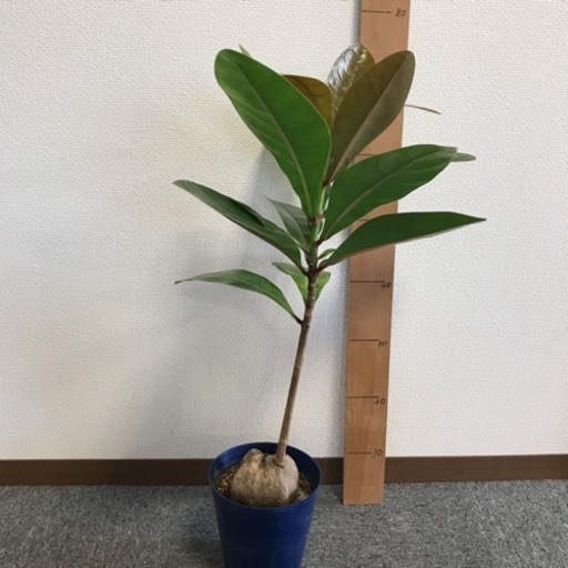 バーリングトニア ６寸 ゴバンノアシ 観葉植物インテリアグリーン ひなた 樽井のその他の中古あげます 譲ります ジモティーで不用品の処分