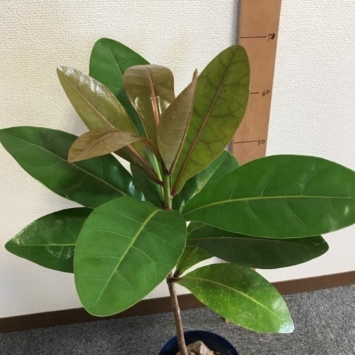 バーリングトニア ６寸 ゴバンノアシ 観葉植物インテリアグリーン ひなた 樽井のその他の中古あげます 譲ります ジモティーで不用品の処分