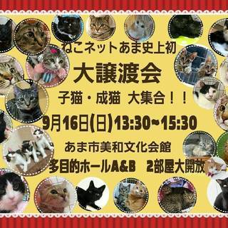 9月16日あま市で最大規模の保護猫の譲渡会！！「ねこネットあま」主催