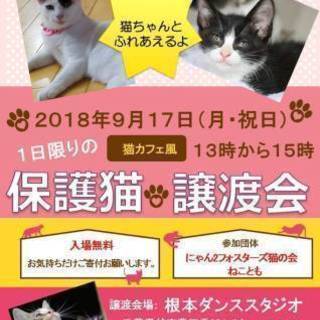 9/17（祝日）1日のみ　猫カフェ風　保護猫譲渡会